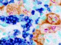 Thumbnail for version as of 10:35, 21 April 2024