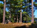 Thumbnail for version as of 06:09, 22 April 2024