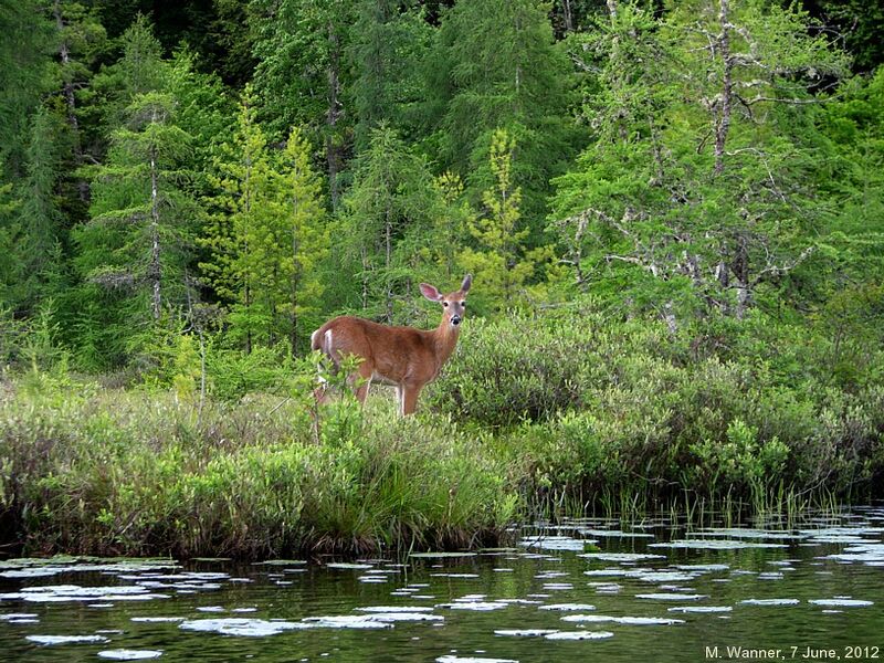 File:Floodwood Pond deer.jpg