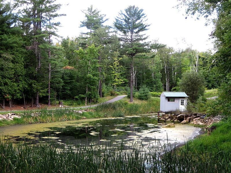 File:Frog Pond 2020.jpg