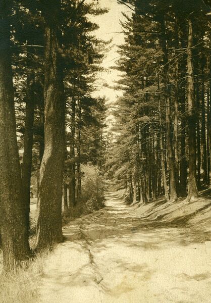 File:Pine Street.jpg